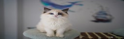 Ragdoll cats for sale: TICA register seal bicolor boy - Advert 3