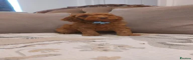 Cavapoo 2