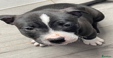 Staffordshire Bull Terrier dogs - Advert 11