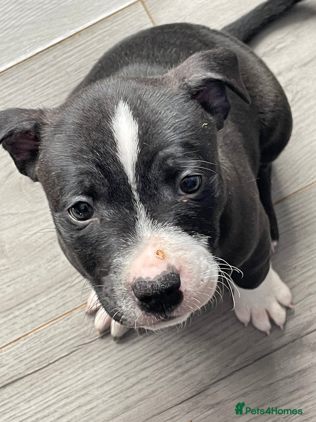Staffordshire Bull Terrier dogs for sale: Sold  - Image 5