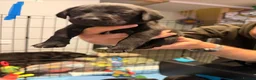 Borador dogs for sale: Borador puppies for sale - Advert 15