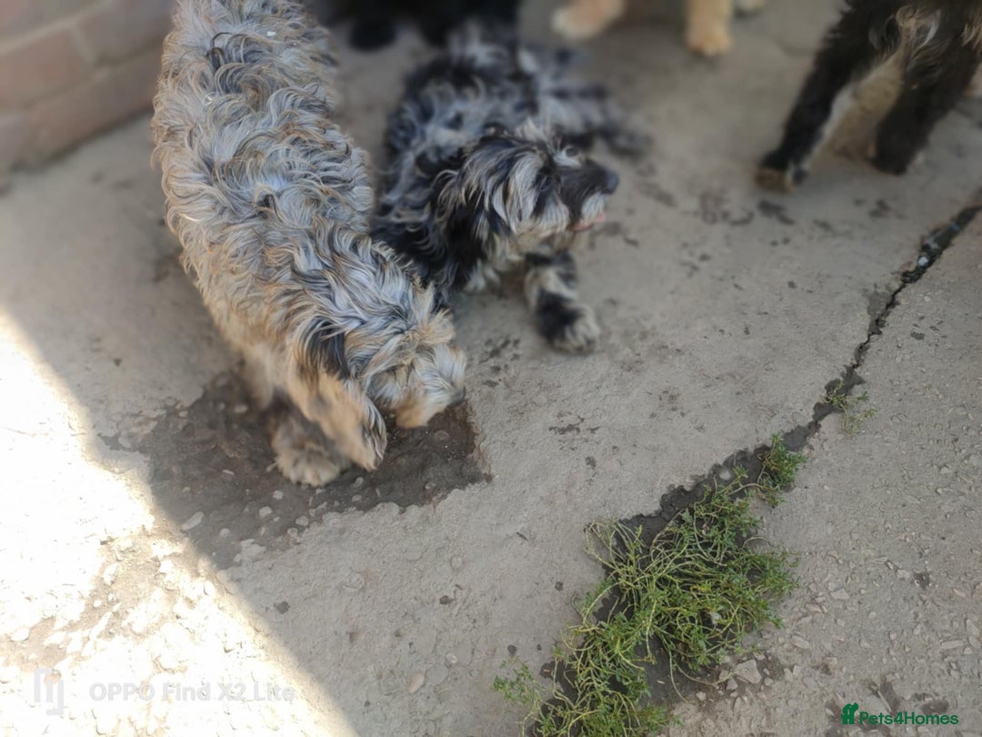 Cockapoo dogs for sale: 2 beautiful cockapoo desperate for forever homes  - Image 34