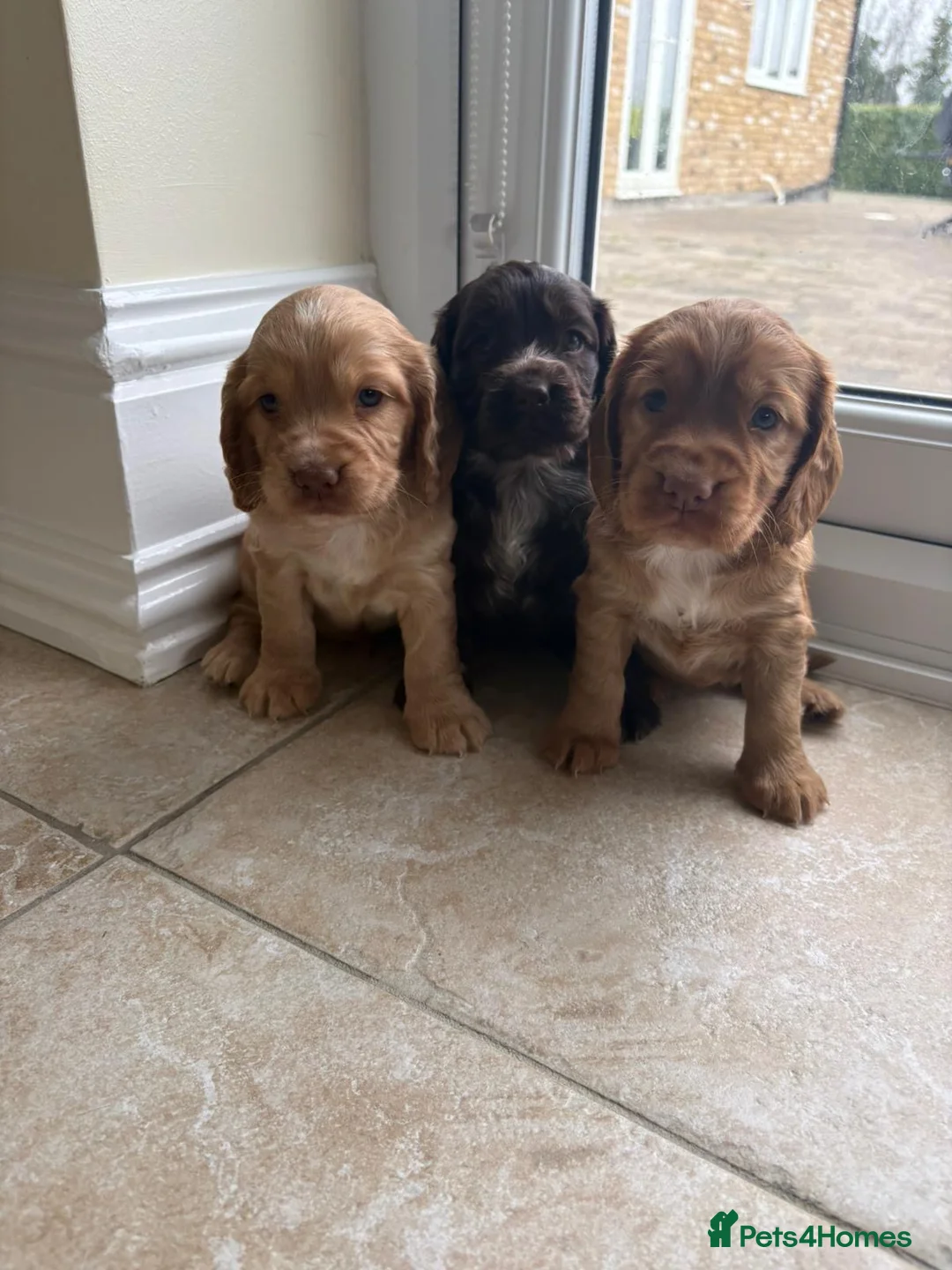 Cocker Spaniel dogs for sale: Beautiful Cocker Spaniel Puppies  - Advert 2