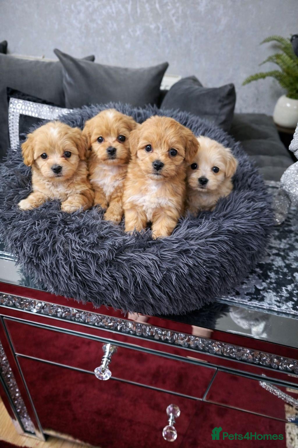 Maltipoo dogs Gorgeous Maltipoo Puppies – 4 Available  - Advert 1