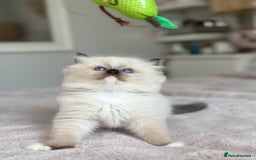 Ragdoll cats for sale: Beautiful pedigree kittens, show quality 💎❤️💎 - Image 1