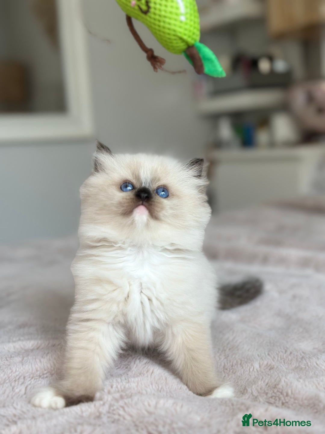 Ragdoll cats for sale: Beautiful pedigree kittens, show quality 💎❤️💎 - Image 1