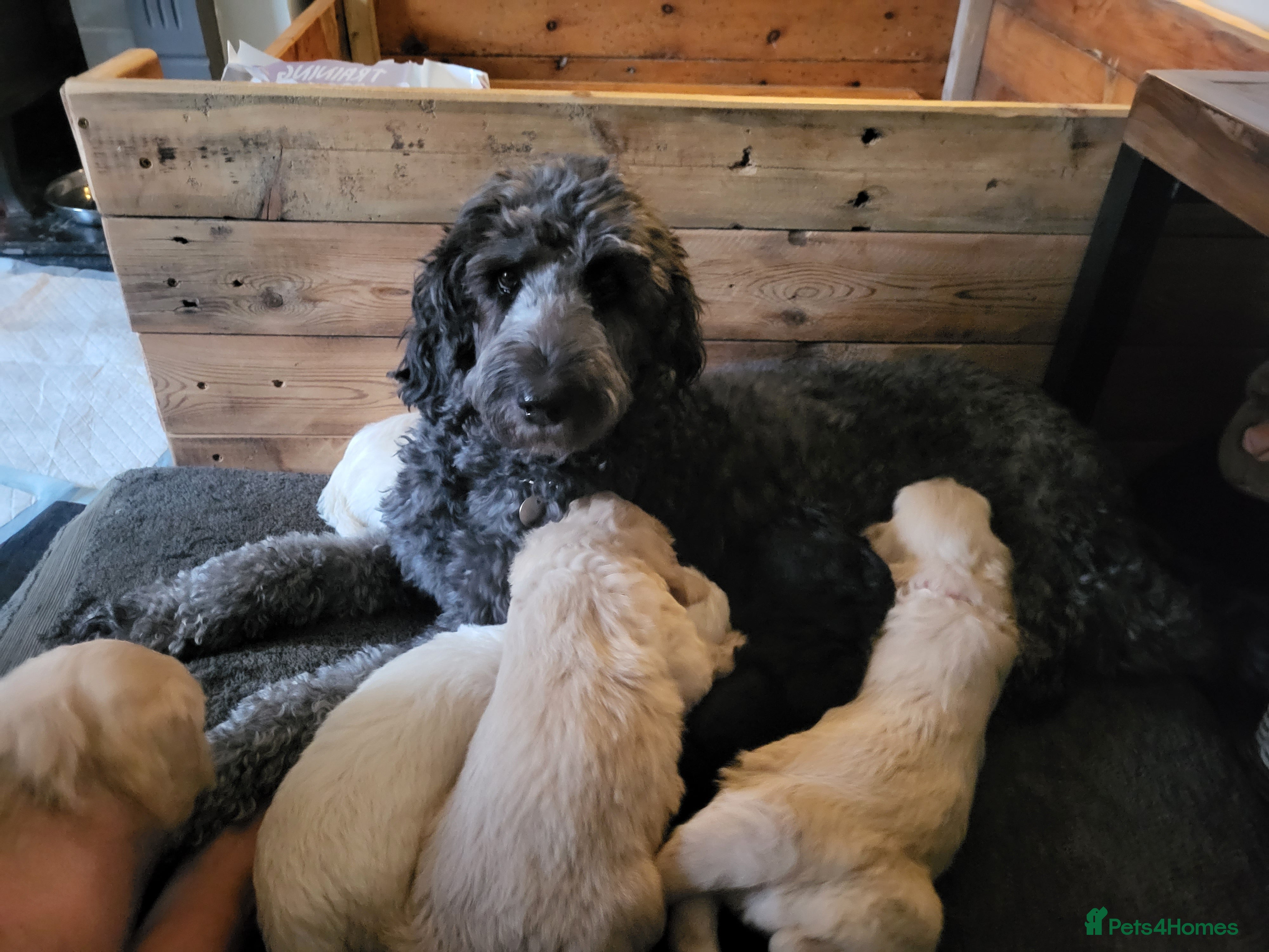 Labradoodle dogs Adorable Labradoodle Puppies  - Advert 2