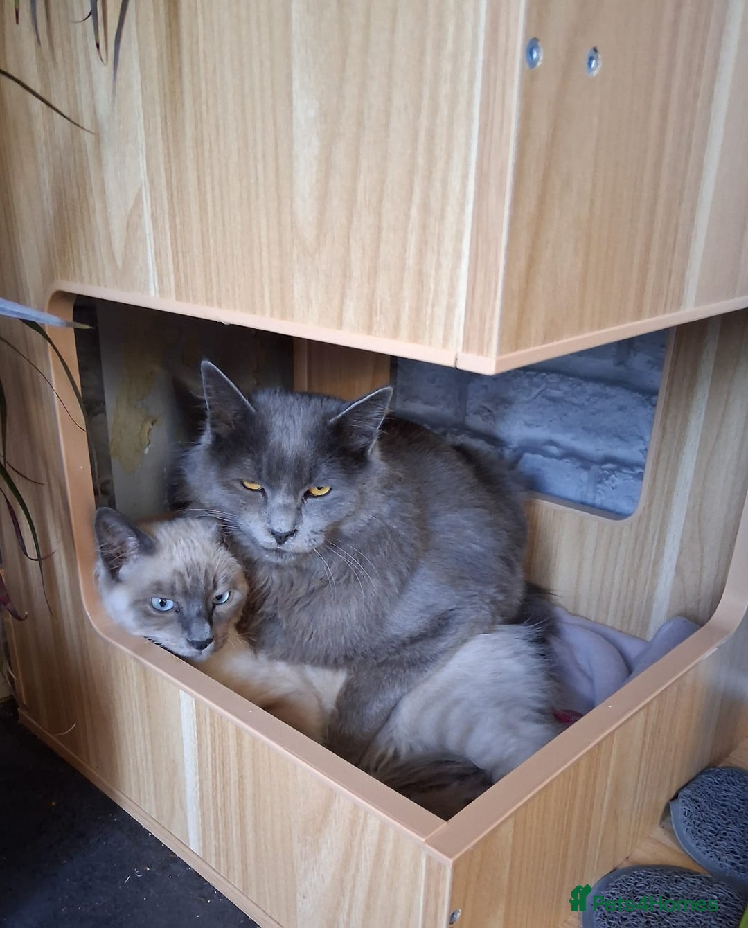 Ragdoll cats for sale: Two stunning brothers looking to be rehomed - Advert 3