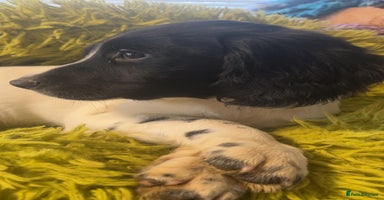 English Springer Spaniel dogs Quality ESS KC Reg Health Tested Parents 5⭐️ - Advert 3