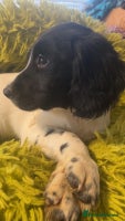 English Springer Spaniel dogs Quality ESS KC Reg Health Tested Parents 5⭐️ - Advert 7