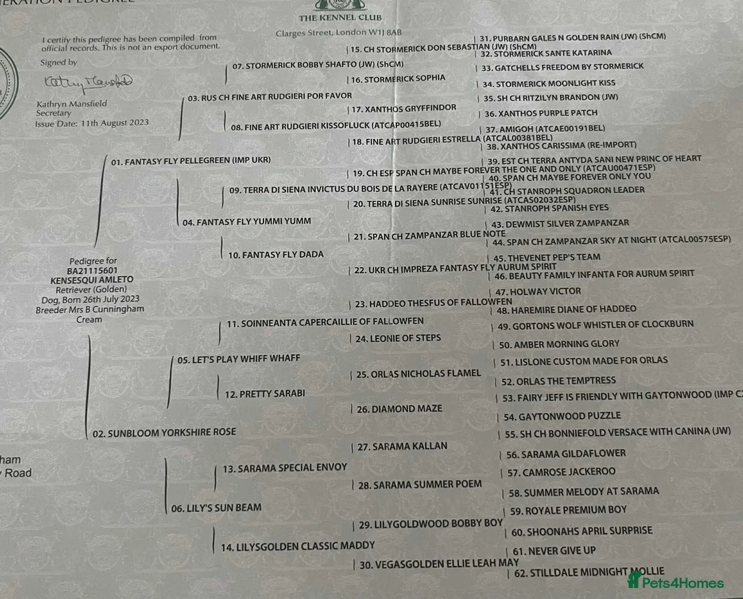 Golden Retriever dogs for stud: Handsome k.c Registered Golden retriever For Stud  in Knottingley - Advert 7