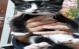 British Shorthair cats for sale: 2 kittens for sale male and female - Image 1