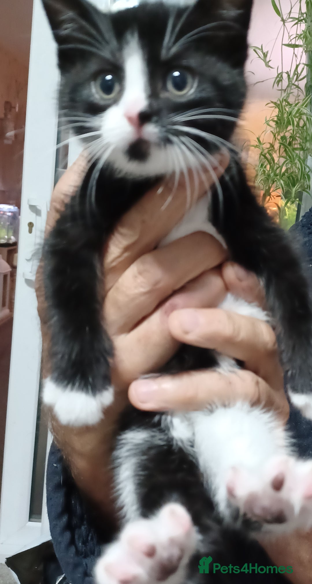 British Shorthair cats for sale: 2 kittens for sale male and female - Image 1