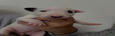 Bull Terrier Puppy 5