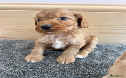 Cockapoo dogs for sale:  🐾F1 Cockapoo Puppies🐾READY NOW🐾 - Image 10