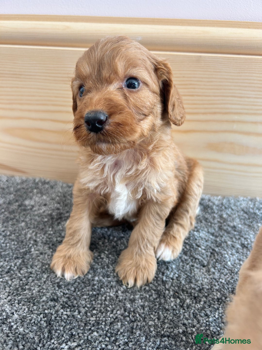 Cockapoo dogs for sale:  🐾F1 Cockapoo Puppies🐾READY NOW🐾 - Image 10