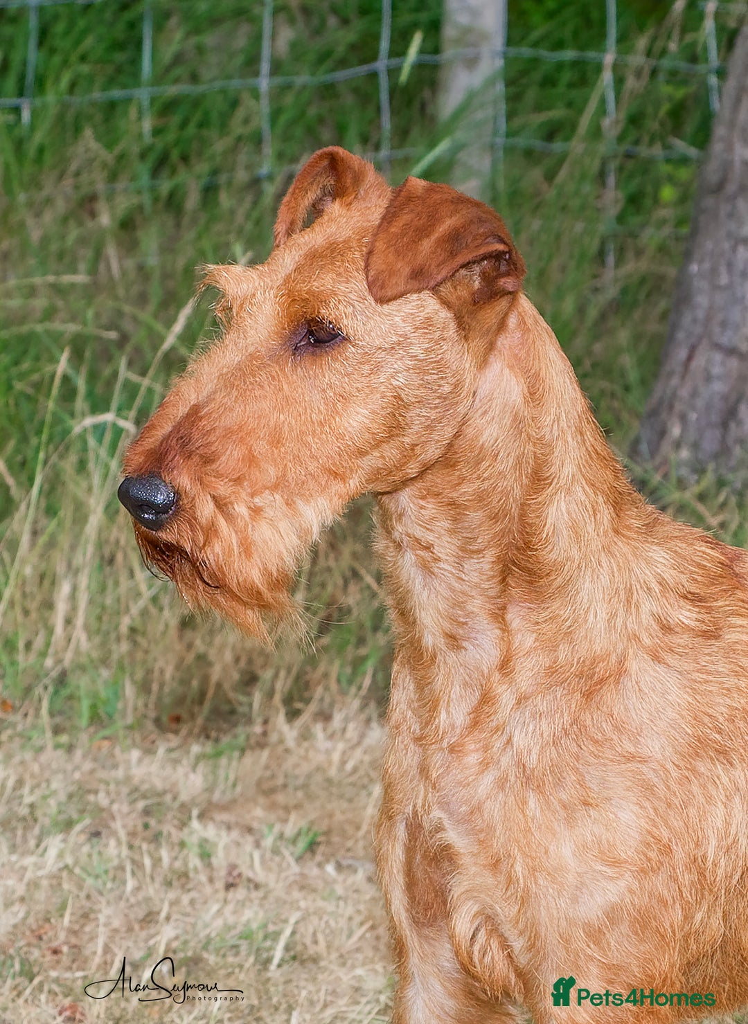 Irish Terrier dogs for sale: KC Pedigree Irish Terrier Puppies for Sale  - Image 2