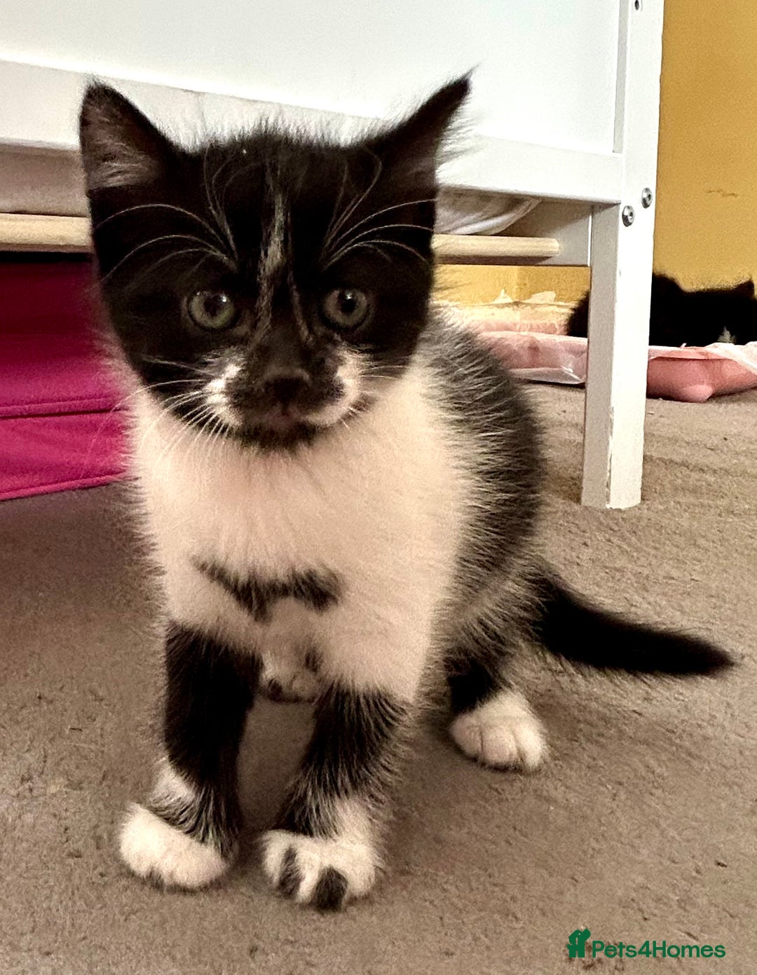 Mixed Breed cats for sale: Cute kittens  - Image 2
