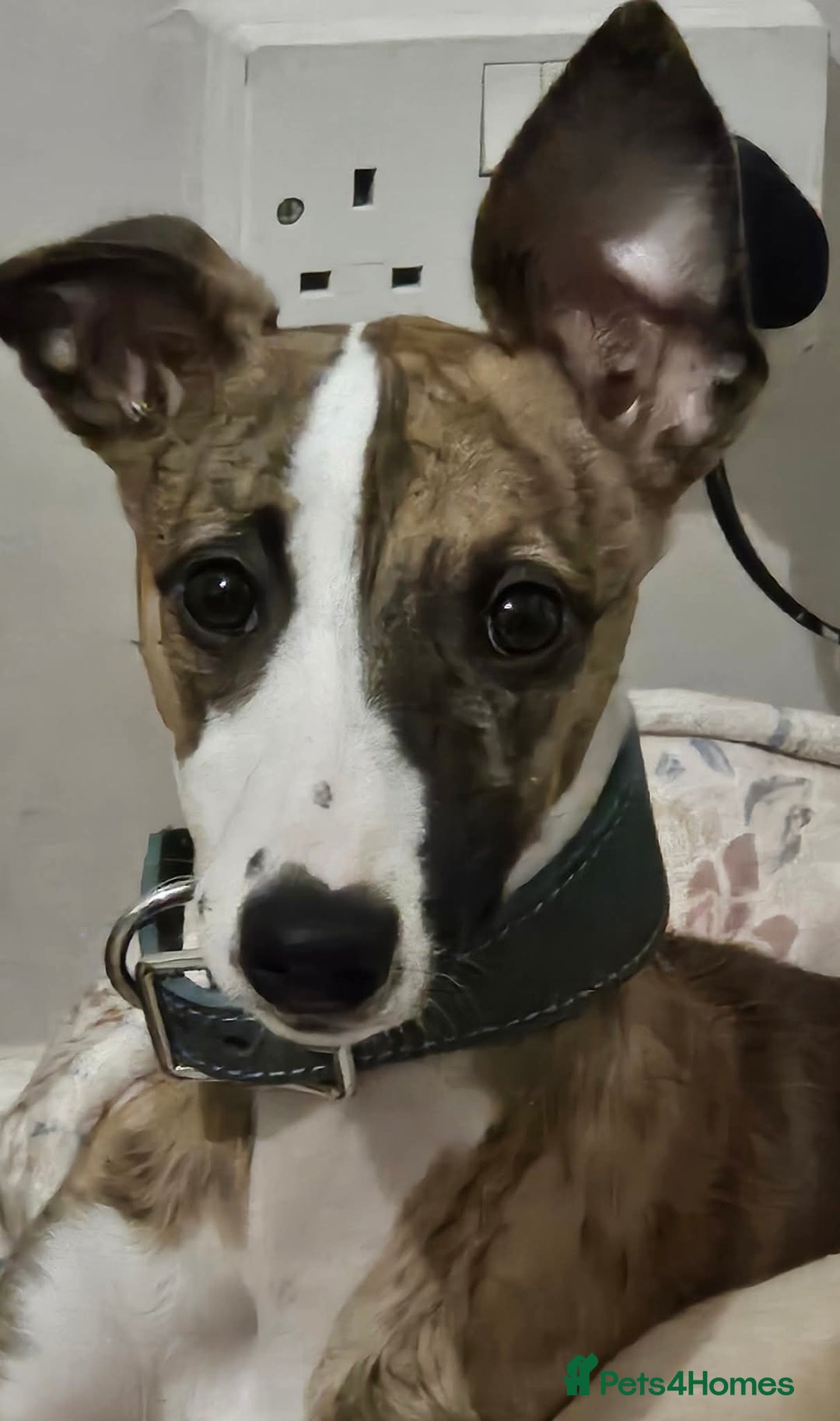 Whippet dogs for sale: Kennel club 6m old female whippet,HALO - Advert 2