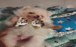 Pomeranian dogs for sale: 💝💝💝High-quality little boys💝💝💝 - Image 22