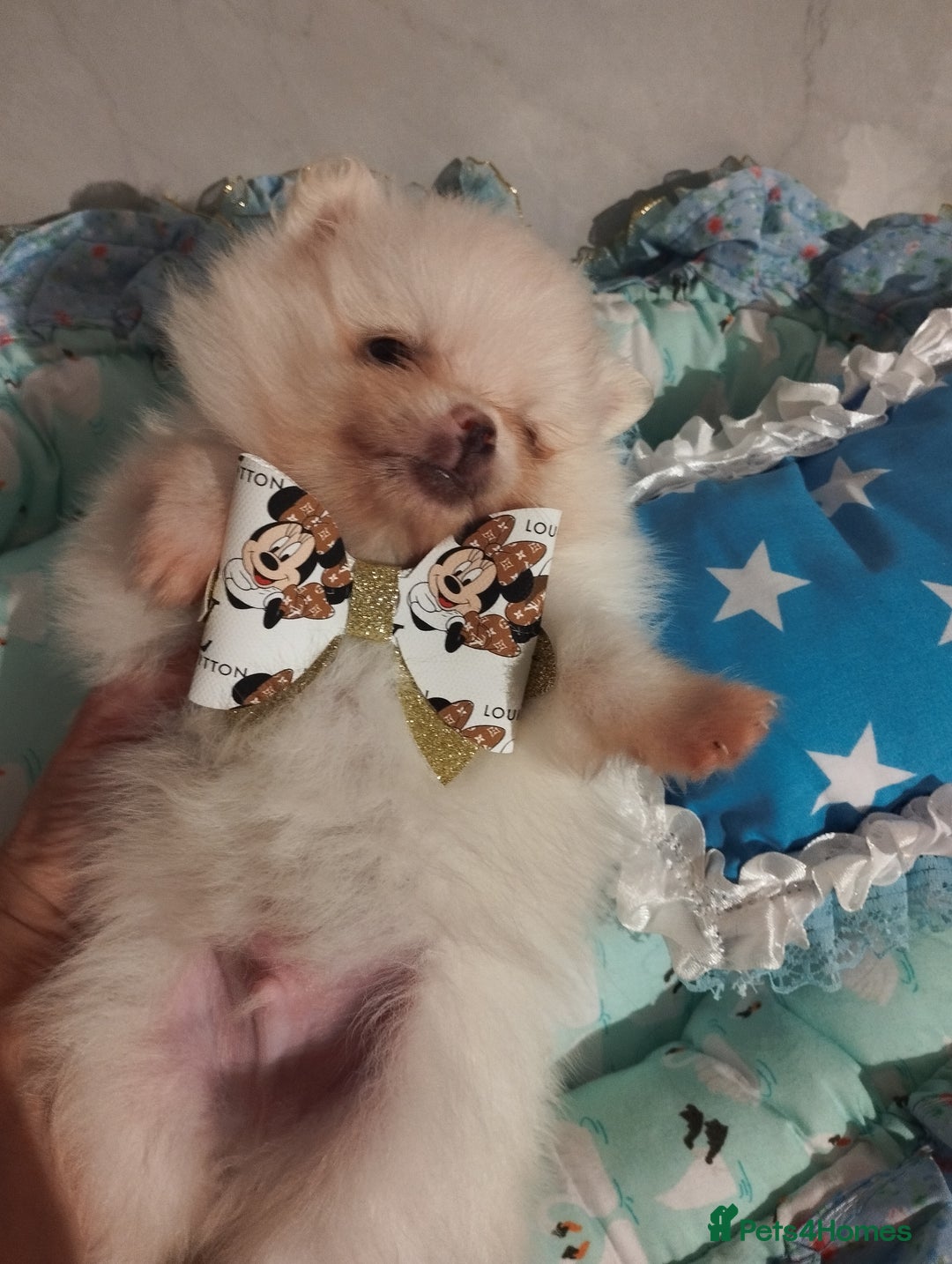 Pomeranian dogs for sale: 💝💝💝High-quality little boys💝💝💝 - Image 22