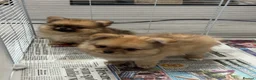 Pomchi dogs for sale: 3 beautiful pomchi puppy’s  in Crawley - Advert 13