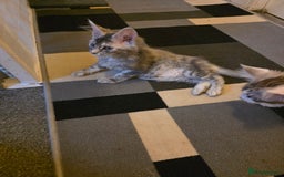 Maine Coon cats for sale: TICA REGISTERED STUNNING MAINE COON KITTENS  in Blackpool - Image 4