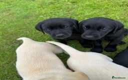 Labrador Retriever dogs for sale: Excellent KC reg-health checked home bred line - Image 6