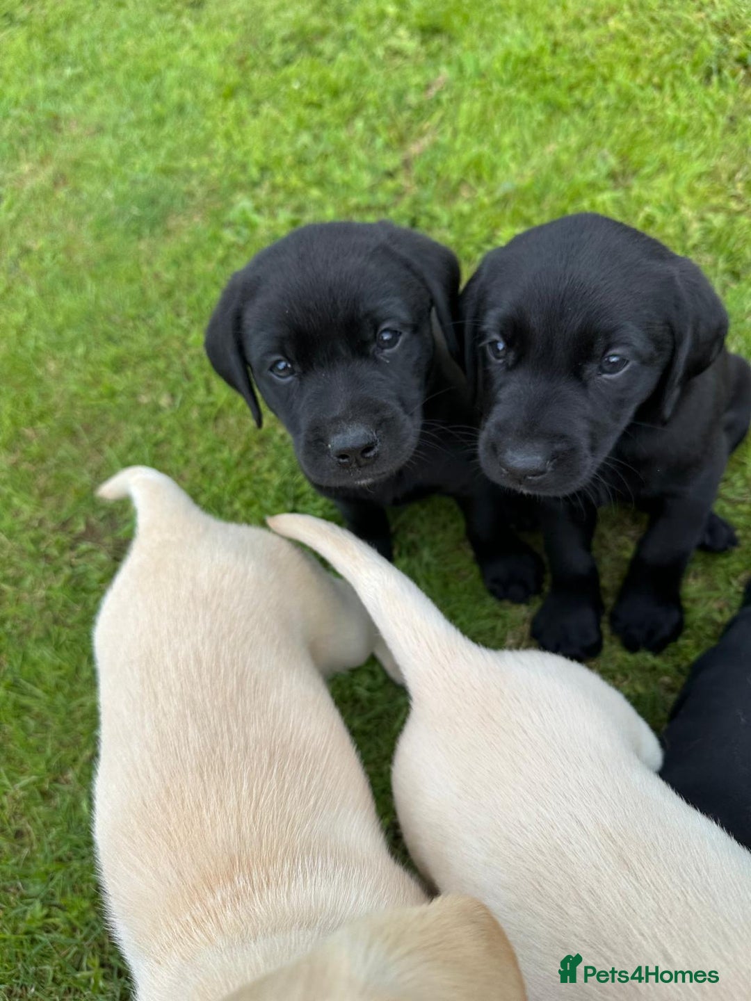 Labrador Retriever dogs for sale: Excellent KC reg-health checked home bred line - Image 6