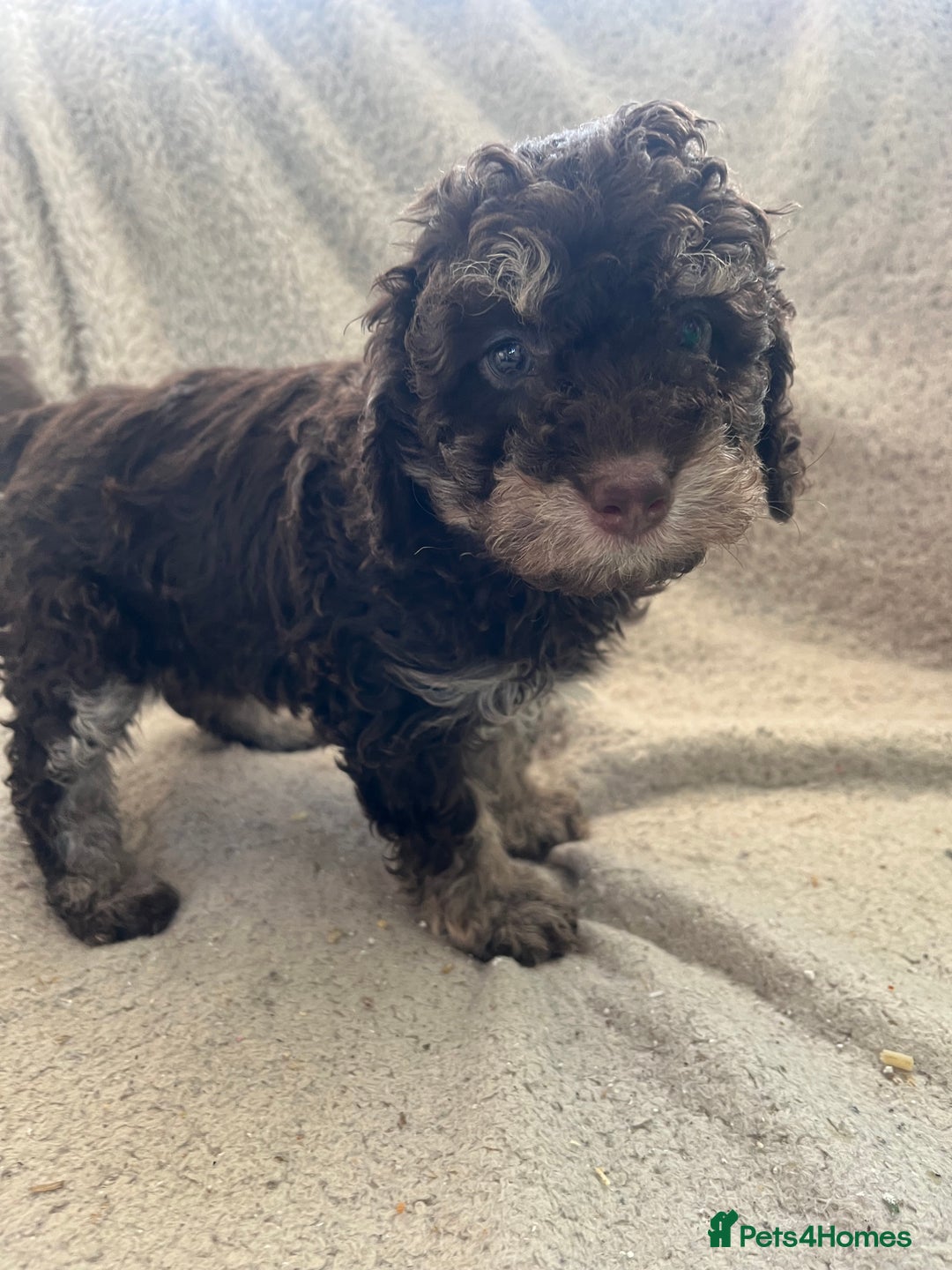Toy Poodle dogs for sale: Toy poodle puppies - Advert 20