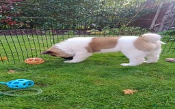 Akita dogs for sale: Beautiful KC registered Akitas  - Image 12