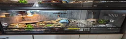 Leopard Gecko reptiles for sale: Leopard gecko. Full bio active set up.  - Advert 6