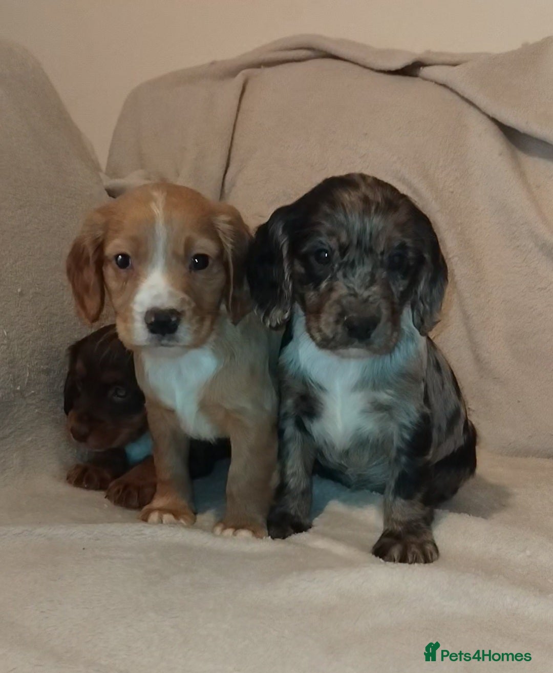 Cocker Spaniel dogs Cocker spaniel puppies  - Advert 1