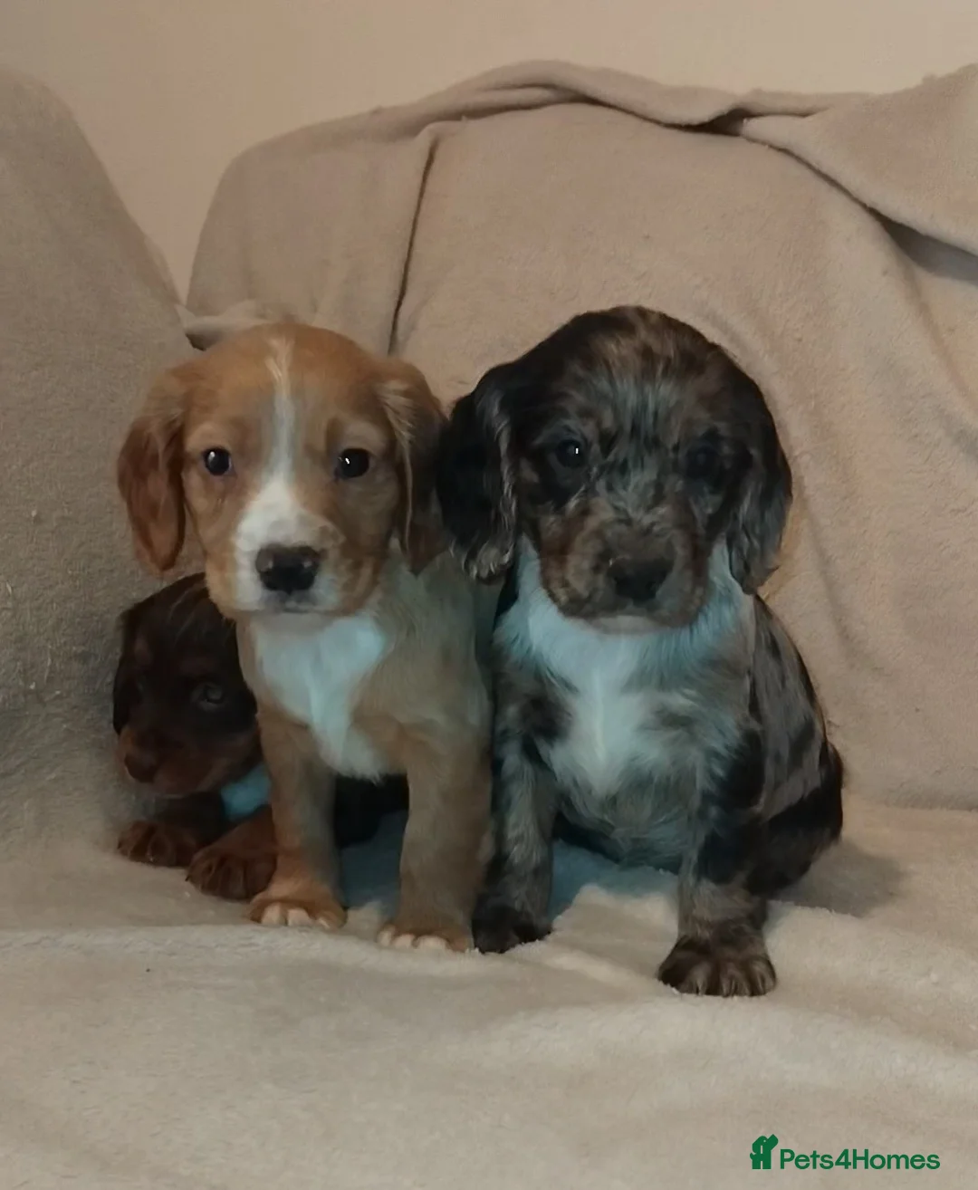 Cocker Spaniel dogs for sale: Cocker spaniel puppies  - Advert 1