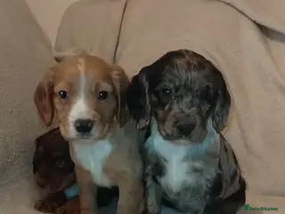 Cocker Spaniel dogs Cocker spaniel puppies - Advert 7