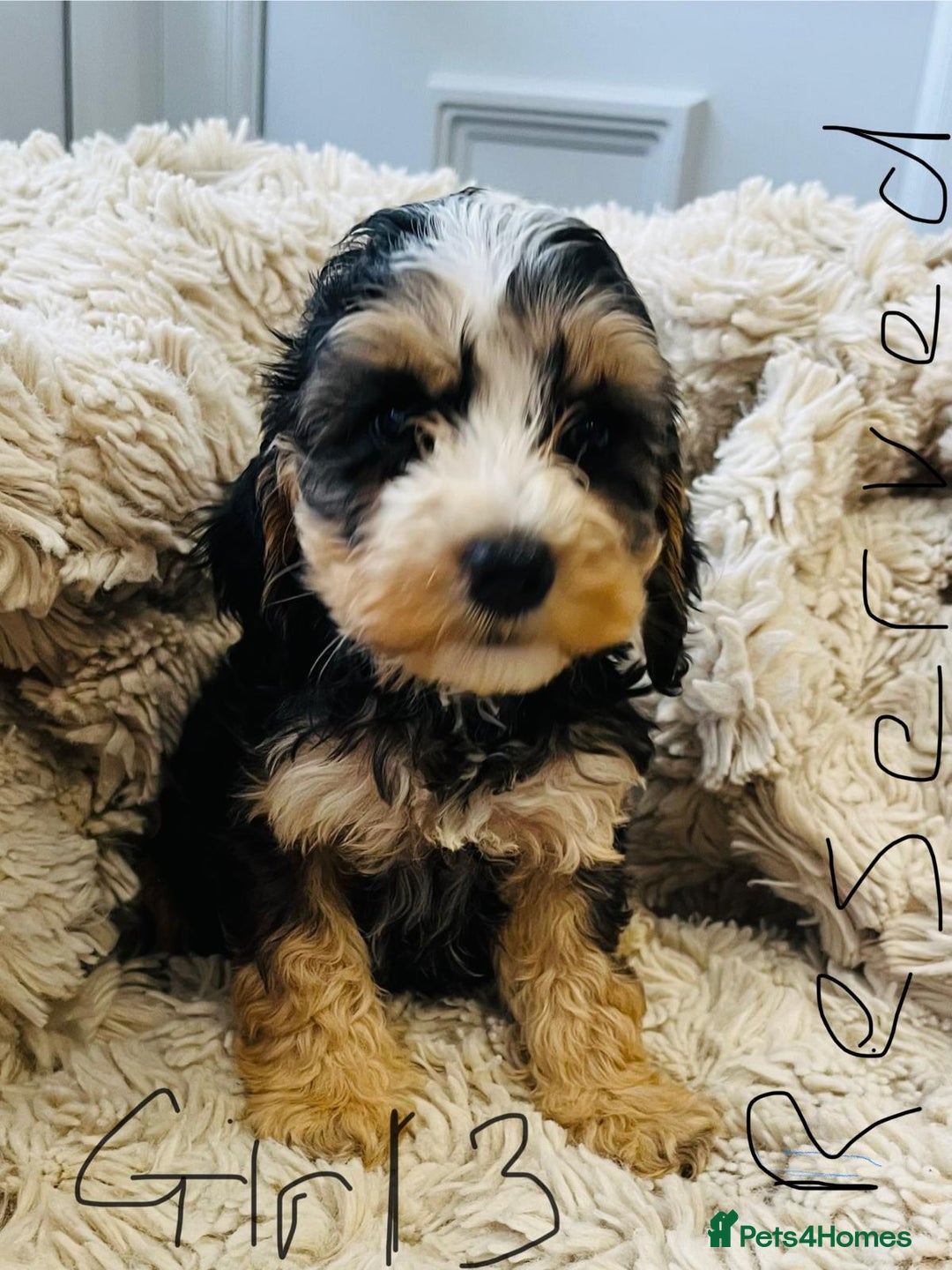 Cockapoo dogs for sale: (F1 show cockapoos (PRA CLEAR) - Image 12