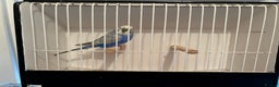 Budgerigars birds for sale: Lutino budgies  - Advert 3