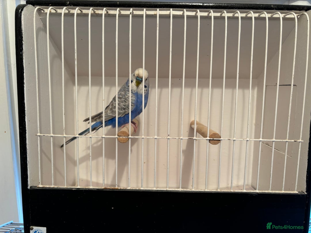 Budgerigars birds for sale: Lutino budgies  - Advert 3
