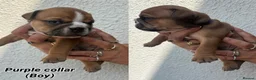 English Bulldog dogs for sale: STUNNING TRADITIONAL ENGLISH BULLDOG - Advert 30