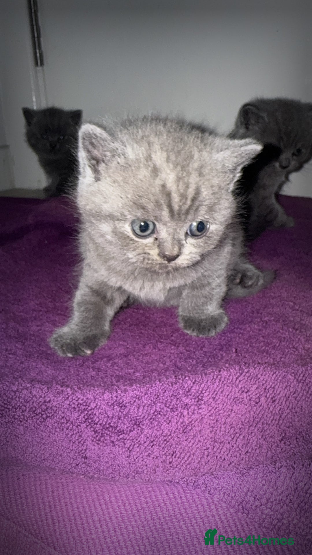 British Shorthair cats for sale: British short hair kittens - Advert 2