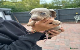Dachshund dogs for sale: 5 dachshund puppies - Image 9