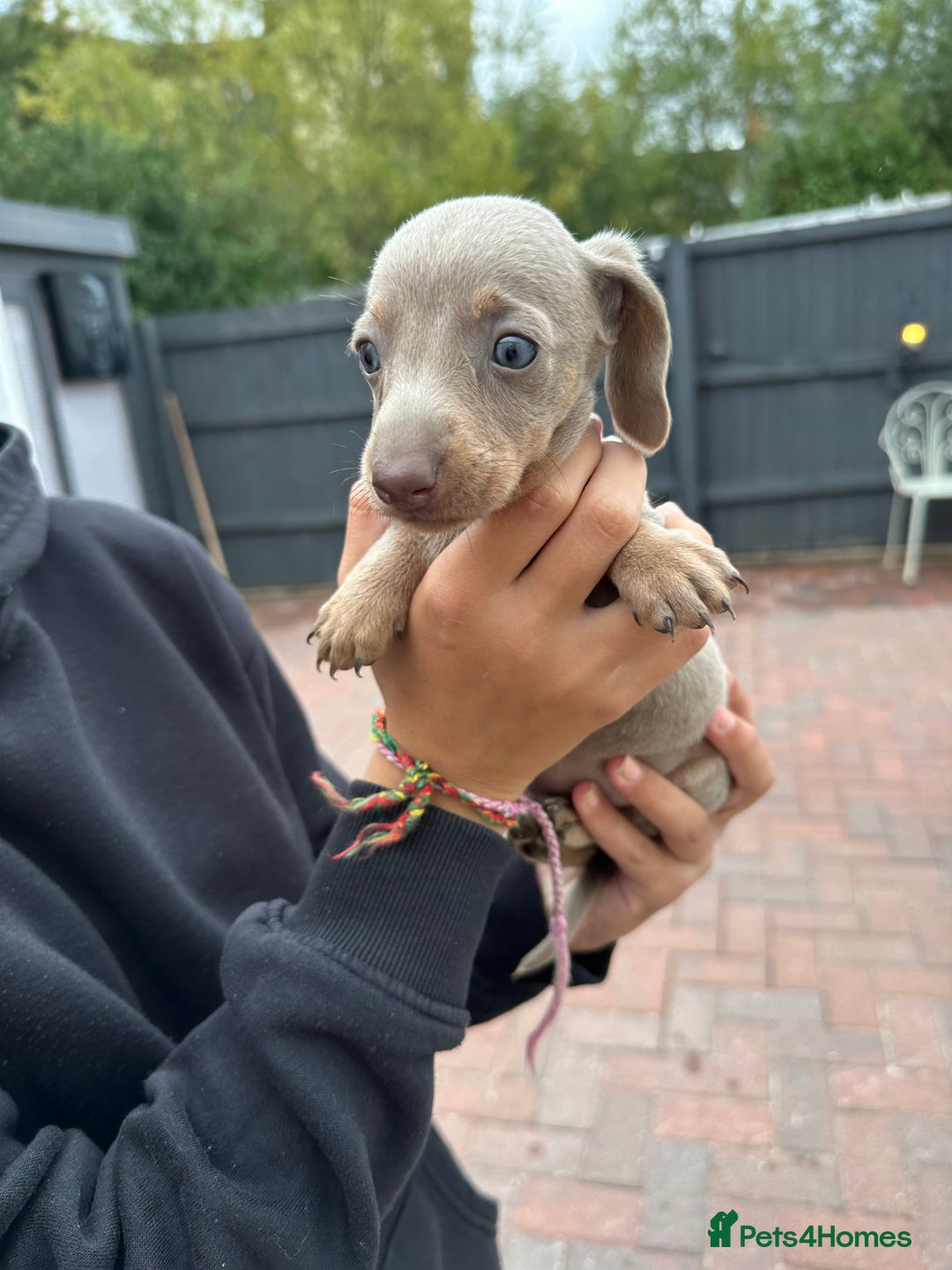 Dachshund dogs for sale: 5 dachshund puppies - Image 9