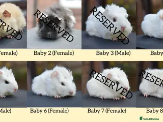 Guinea Pig rodents 8 Baby Guinea Pigs Looking For New Homes - Advert 2