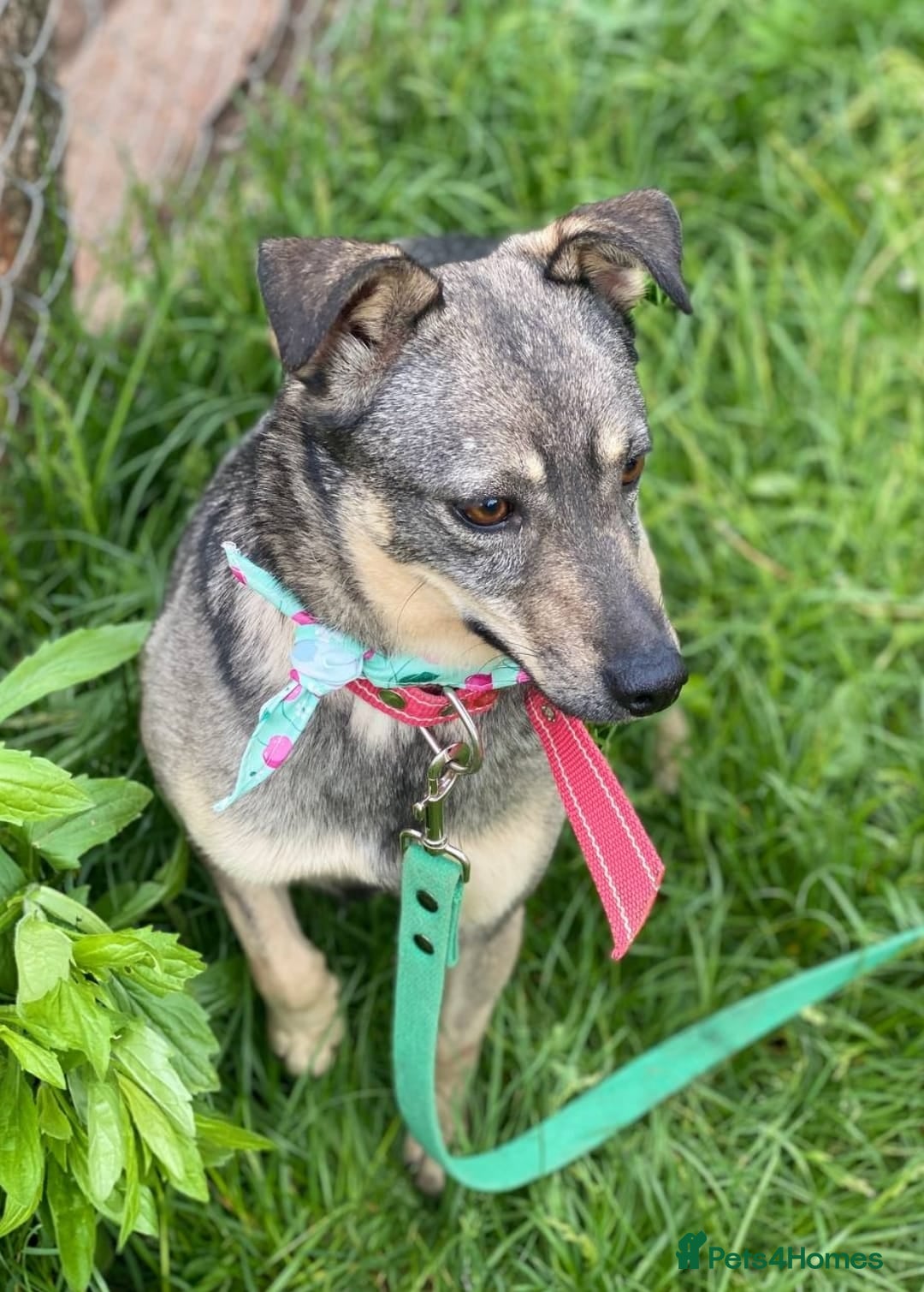 Mixed Breed dogs for adoption: 💖🐶 POLA 🐶💖 - Image 3