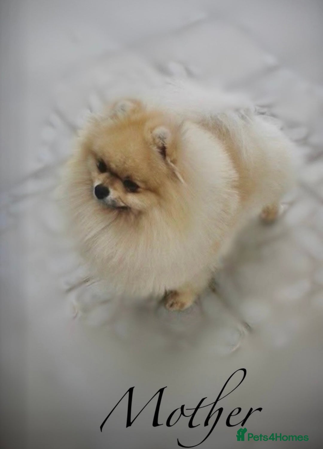 Pomeranian dogs for sale: 🐻Green eyed👁️Top Quality🔥 - Advert 22