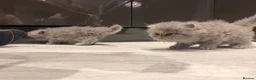 Persian cats for sale: GCCF Registered Blue Persian Kittens  - Advert 17