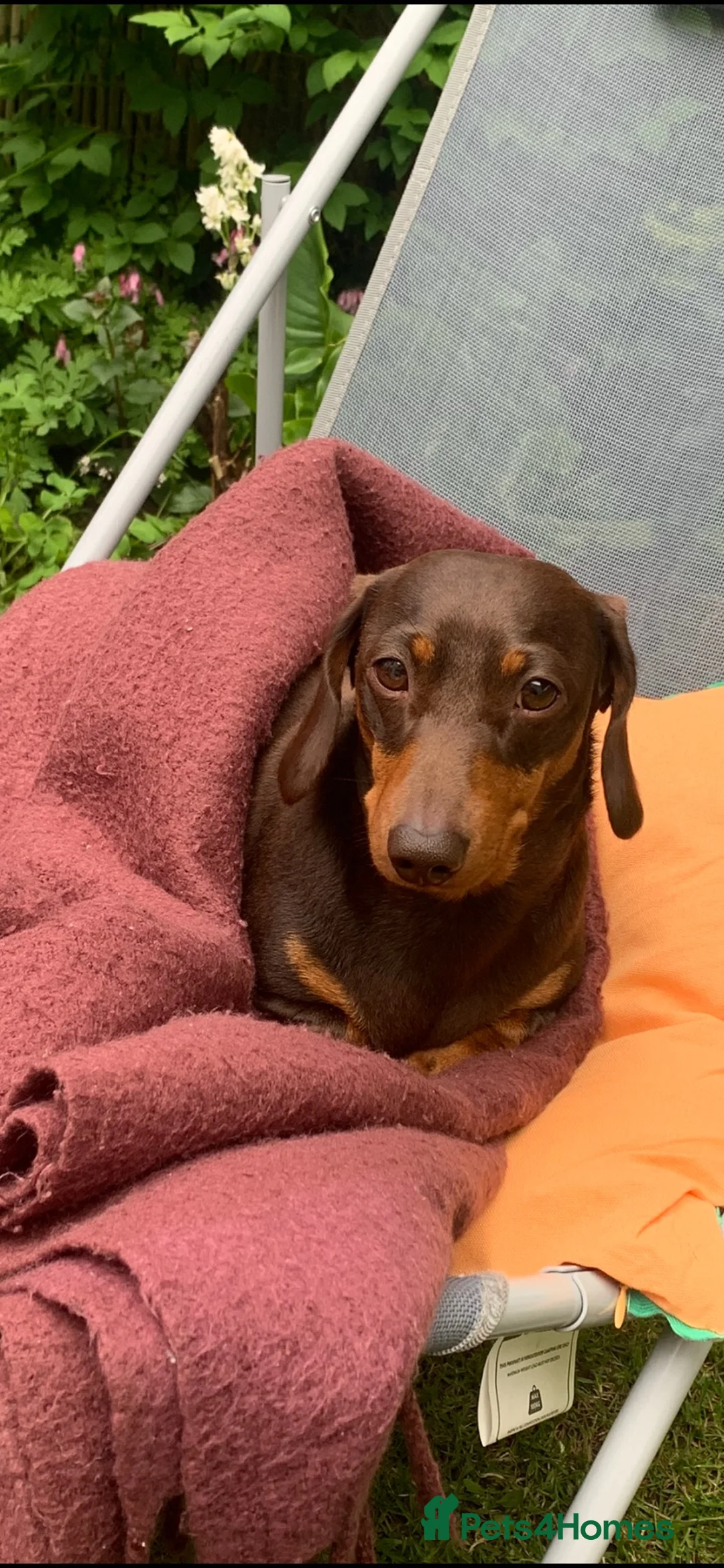 Miniature Dachshund dogs for stud: Miniature short hair dachshund to stud.  in Gateshead - Advert 1