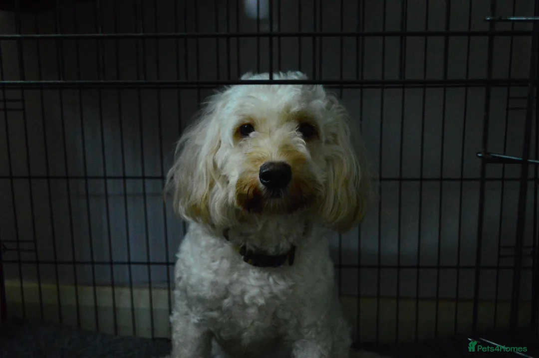Cockapoo dogs for sale: Loving, gentle boy - Advert 4