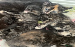 Mixed Breed cats for sale: Only 1 black male available - Image 4