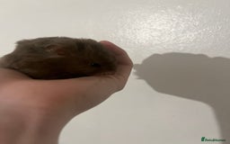 Hamster rodents for sale: free syrian hamsters - Advert 2